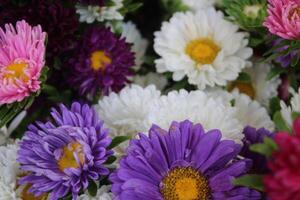 China aster, callistephus chinensis multicolor flores en uno Cubeta envase. foto