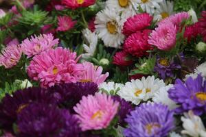 China aster, callistephus chinensis multicolor flores en uno Cubeta envase. foto