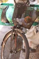 Selling goods of bicycle vegetable sellers in Indonesia photo