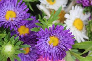 China aster, callistephus chinensis multicolor flores en uno Cubeta envase. foto