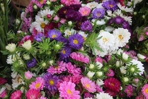 China Aster, Callistephus chinensis multicolored flowers in one bucket container. photo