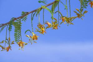Beautiful Tamarind flowers are blooming on branch against blue sky background photo