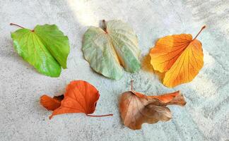 hermosa varios colores de Fresco y antiguo bauhinia aureifolia hojas en hormigón piso foto