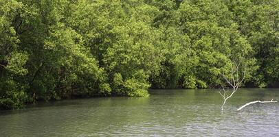 Row of beautiful greenery mangrove forest with leafless tree in shallow water. Idyllic coastline natural landscape background in panoramic view photo