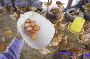 Farmer hand holding white plastic container with fresh chicken eggs while collected inside of hen coop. Small local business photo