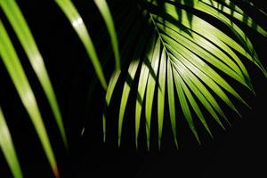 Sunlight and shadow on surface of green palm leaves are growing on dark background photo