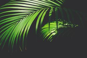 Sunlight and shadow on surface of green palm leaf on dark background in botanical garden photo