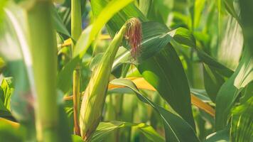 cerca arriba de joven dulce maíz vaina creciente desde el vástago con muchos verde hojas en agricultura maizal foto