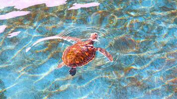 Baby green turtle is swimming up to breathe on sea water surface in blue pond at the marine aquatic conservation center photo
