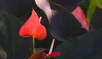 Sunlight and shadow on surface of Red Pigtail Anthurium flowers or Flamingo flowers are blooming with green leaves in botanical garden, close up with copy space photo