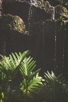 Sunlight and shadow on surface of Philodendron Xanadu leaves are growing with blurred background of decorative artificial waterfall in home gardening area photo