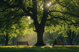 A sunny park with wooden bench under large trees in the background photo