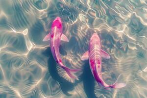 Two pink koi fish, swimming in clear water photo