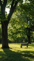 A sunny park with wooden bench under large trees in the background photo