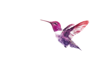 Hummingbird in Watercolor on isolated Transparent background. Format png