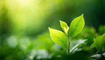 creciente planta borroso verdor antecedentes en jardín foto