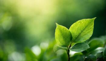 Green leaf on blurred greenery background photo