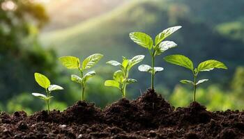 Plants growing from soil in the nature photo