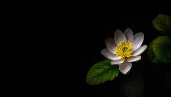 Lovely white flower with leaves on the side in dark background photo