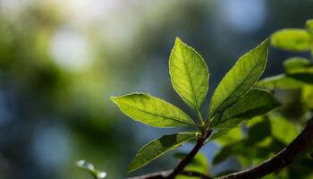 Green leaves with branches and blurred background photo