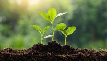 Plants growing from soil with blurred nature background photo