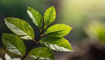 Close up of green leaves in the garden photo