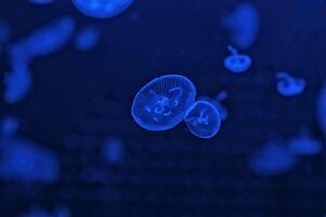 Shooting macro Jellyfish Aurelia Aurita underwater photo