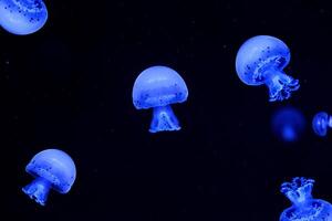 Shooting macro Jellyfish Spotted Lagoon underwater photo