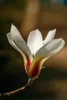 hermosa magnolia flores con agua gotas foto