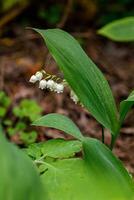 Beautiful spring blooming lilies of the valley with drops of flowers dew photo