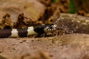 serpiente lampropeltis gétula California foto