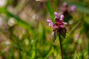 Beautiful spring wildflowers macro photo