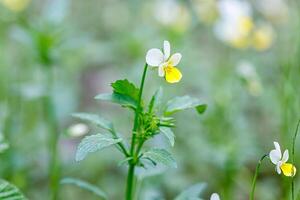 Beautiful spring flowering meadow of fresh flowers photo