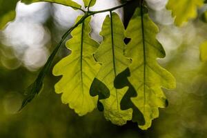 Beautiful young leaves in the sunshine photo