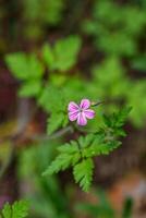 Beautiful spring flowering meadow of fresh flowers photo