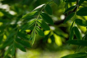 Beautiful spring leaves of trees in the sun's rays macro photo