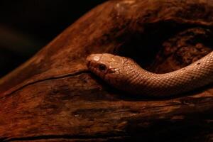 snake leucistic texas rat photo