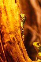 Lizard Basiliscus Plumifrons, green crested basilisk photo