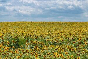 Beautiful field of yellow sunflowers on a background of blue sky with clouds photo