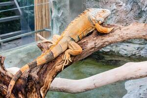 Iguana lizard sits on a branch photo