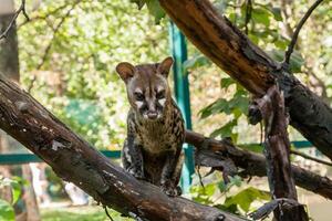 Spotted genetta on a close-up branch photo