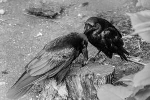 Beautiful black crows sit on a stump photo