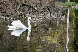 The swan swims along the lake photo