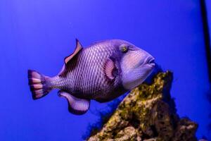 balistoides viridescens pescado foto