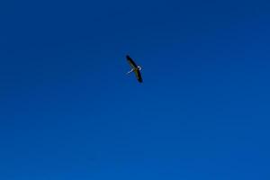 Stork soaring in the blue sky with white clouds photo