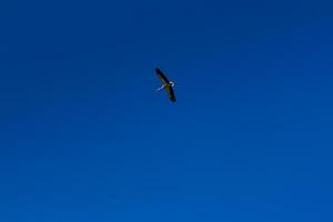 Stork soaring in the blue sky with white clouds photo