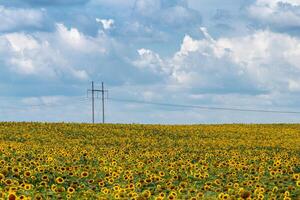 hermosa campo de amarillo girasoles en un antecedentes de azul cielo con nubes foto