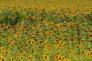 Beautiful field of yellow sunflowers on a background of blue sky with clouds photo