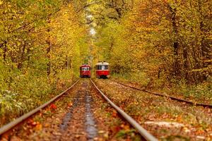 Autumn forest through which an old tram rides Ukraine photo