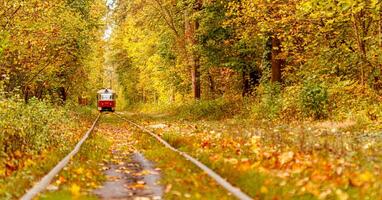 Autumn forest through which an old tram rides Ukraine photo